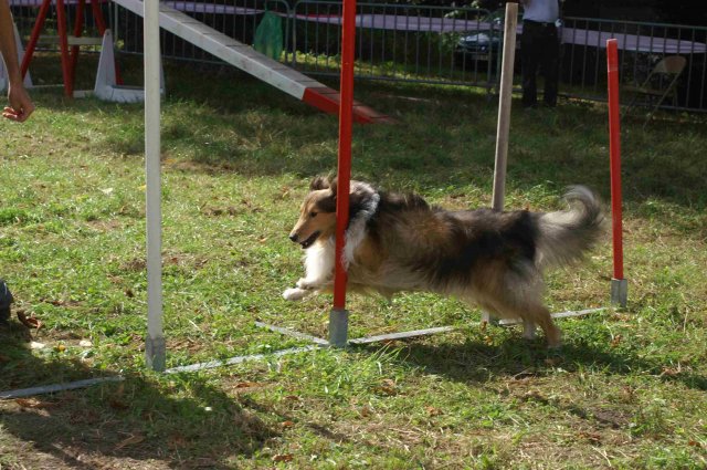 foire-haricots 2011-09-17et18